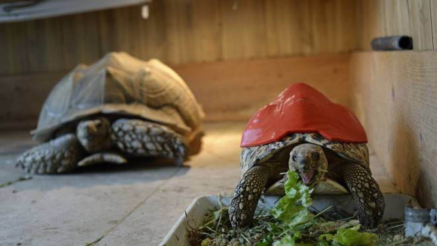 Cleopatra recupera su caparazón gracias a la impresión 3D